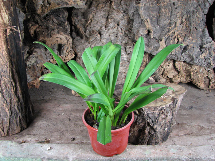 Masdevallia veitchiana x Dracula barrowii.jpg