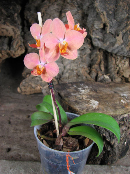 Asconopsis Jiaho's Orange 'Little Sweet Orange'.jpg