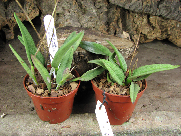 Nageliella purpurea.jpg