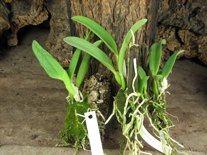 Laelia jongheana.jpg