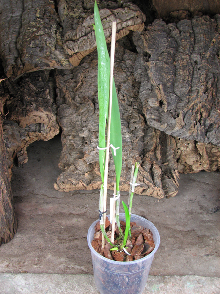 (Brassanthe Maikai x Brassocattleya Star Ruby) 'ORCHIS'.jpg