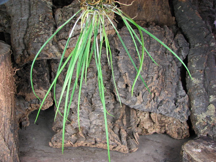 Brassavola cucullata.jpg