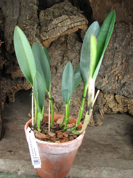 Brassavola Aristocrat (Brassavola glauca x digbyana).jpg
