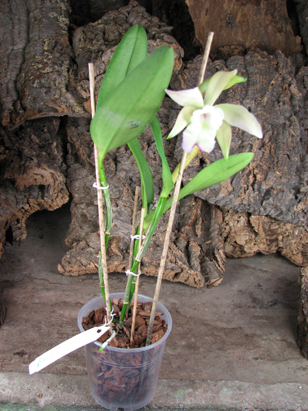 Brassavola glauca x Cattleya intermedia.jpg