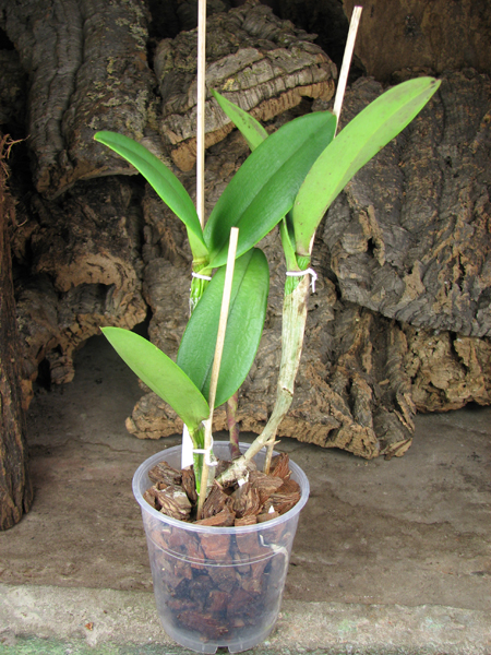 (Brassavola digbyana x Rhyncholaeliocattleya Kuwale Gem) 'ORCHIS'.jpg