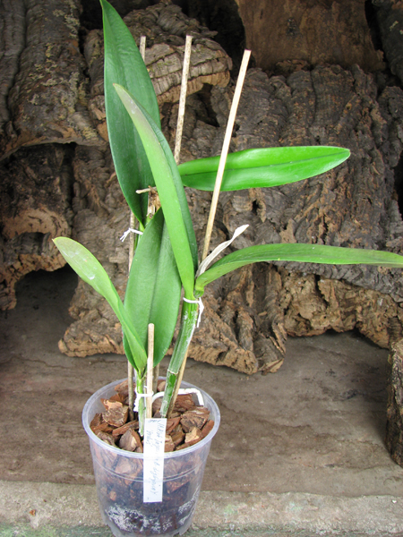 (Cattleya Pink Jaguar x Brassavola digbyana) 'ORCHIS'.jpg