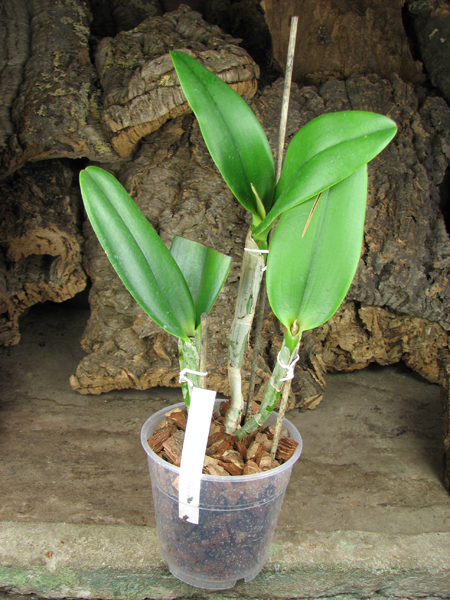 Brassavola digbyana x Cattleya Little Oliver.jpg