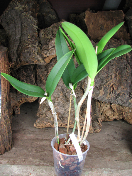 (Brassavola digbyana x Rhyncholaeliocattleya Young Kong) 'ORCHIS'.jpg