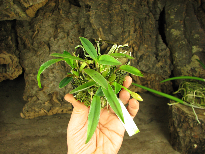 Sophronitis grandiflora.jpg