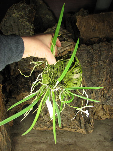 Brassavola nodosa.jpg