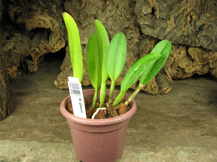 Brassavola glauca x SELF.jpg