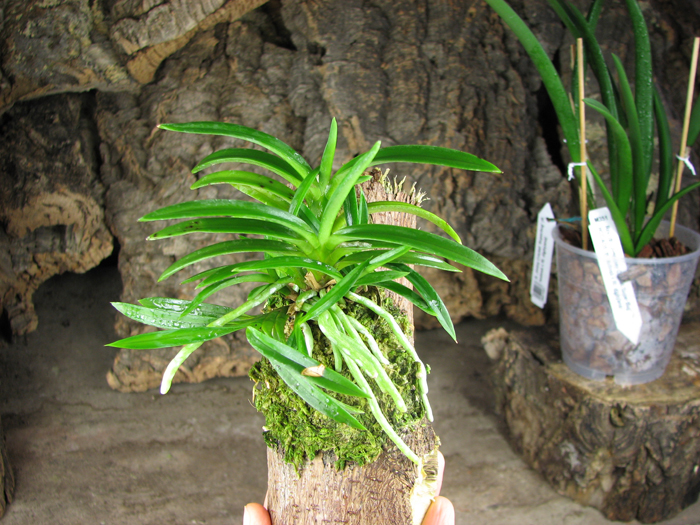 Neofinetia falcata.jpg