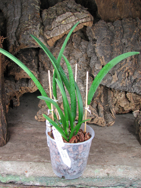 Brassavola Jiminy Cricket 'Superbug' (Brassavola nodosa x Rhyncholaelia digbyana).jpg