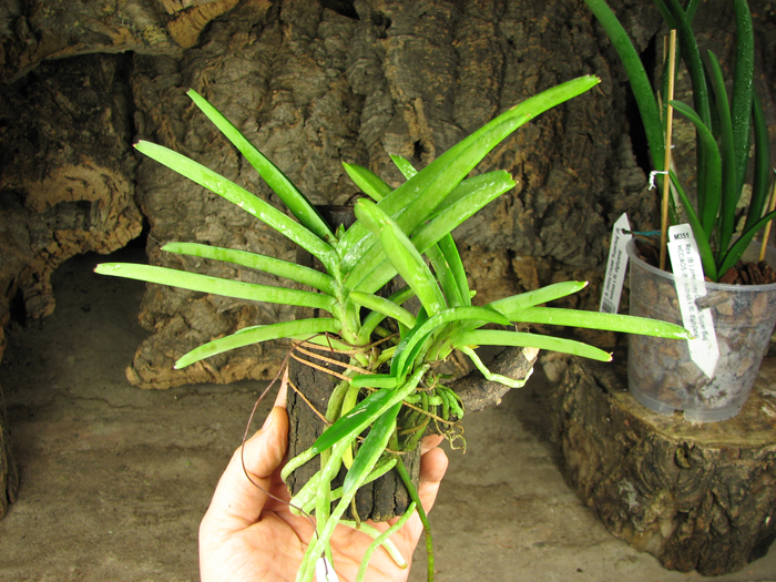 Ascocentrum miniatum.jpg