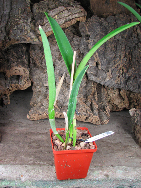 Brassavola fragrans x Laeliocattleya Elizabeth Hearn.jpg