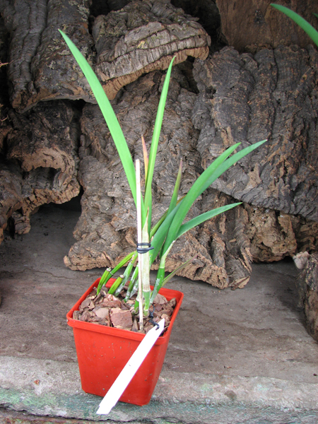 Brassavola fragrans x Laelia anceps.jpg