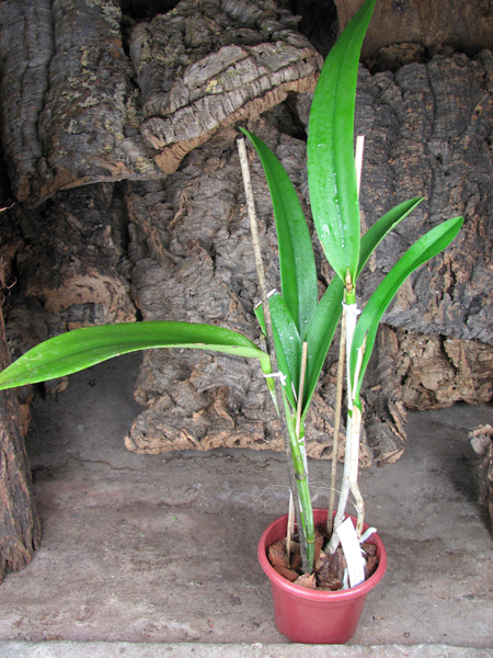 Brassocattleya Binosa 'Lynn' x Cattleya Fascelis 'Autumn Leaves'.jpg