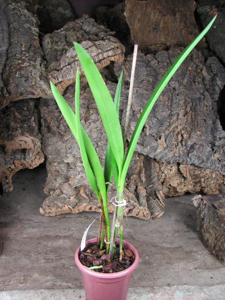 Brassocatanthe Roman Holidays.JPG