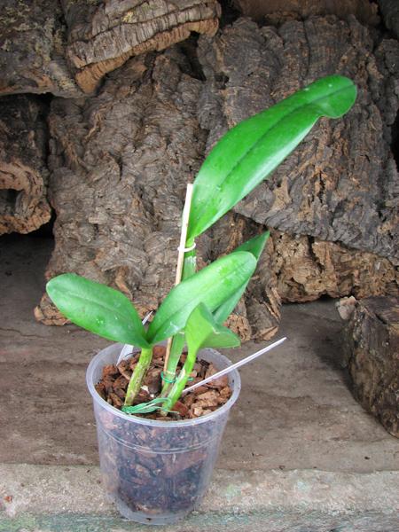 Brassocattleya Angel Lace 'Perfection' (Cattleya Little Angel x Brassavola digbyana).jpg