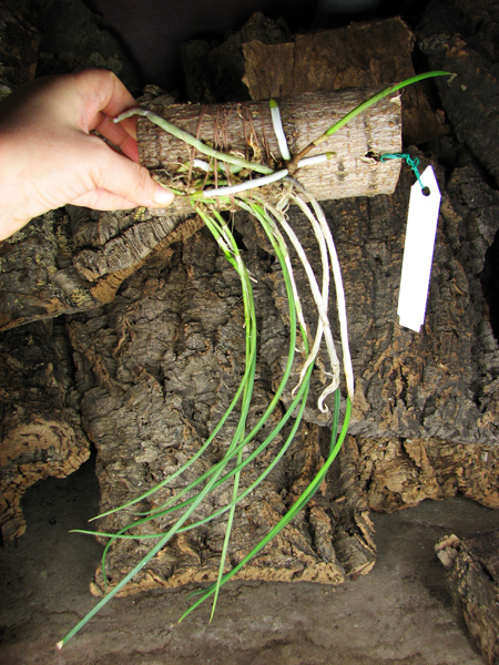 Brassavola flagellaris.jpg