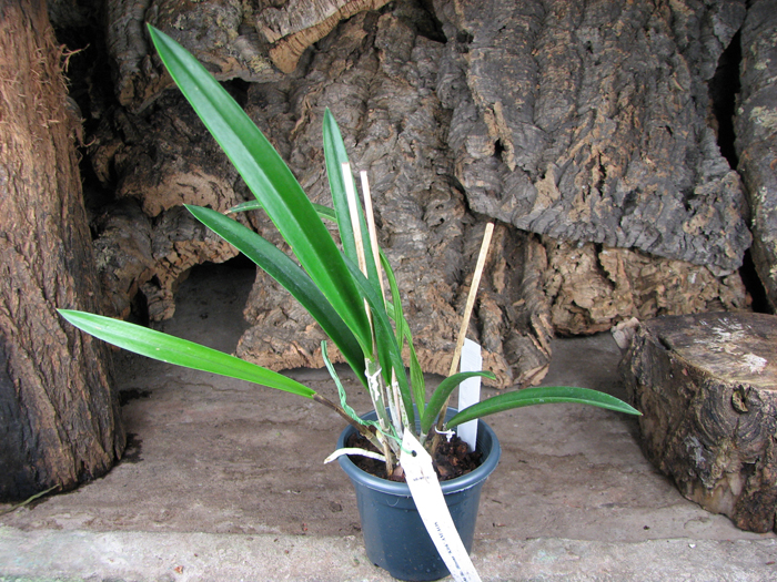 Brassocattleya Binosa 'Kirk'.jpg