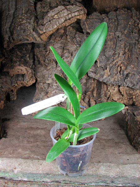 Brassocattleya Angel Lace (Cattleya Little Angel x Brassavola digbyana).jpg