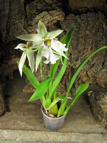 Beallara Tropic Splendour 'Everglade'.jpg
