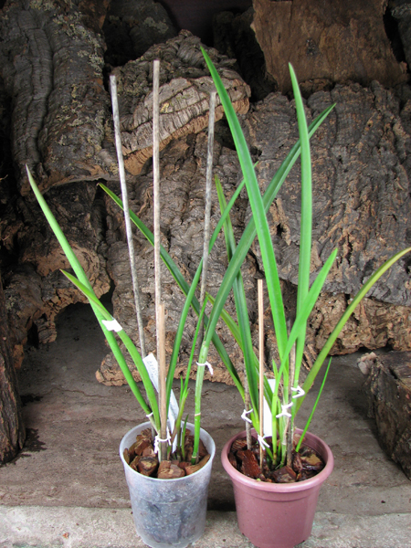 Brassavola David Sander (Brassavola cuculata x Rhyncholaelia digbyana).jpg