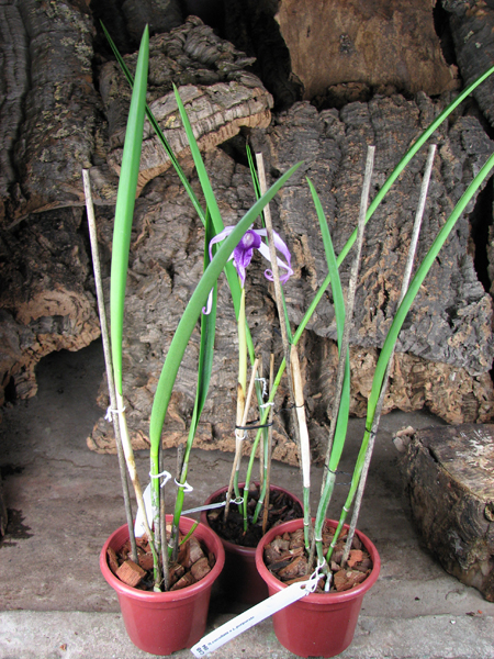 Brassocattleya Amethyst (Laelia purpurata x Brassavola cucullata).jpg