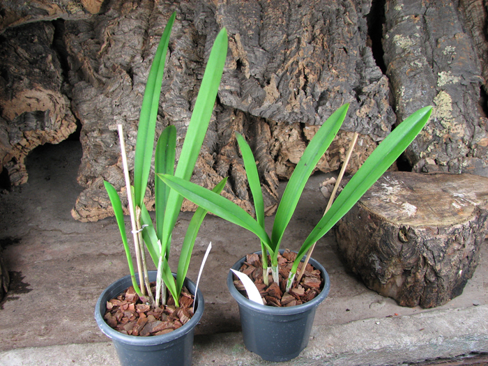 Brassolaelia Morning Glory 'Valentine Kiss'.jpg