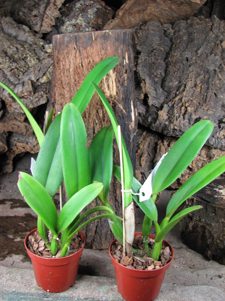 Brassocattleya Chief Pink 'Diana'.jpg