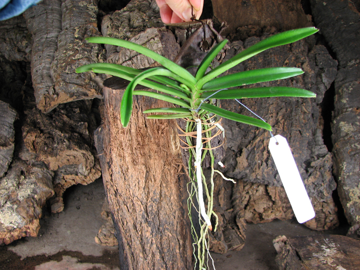 Ascocentrum miniatum.jpg