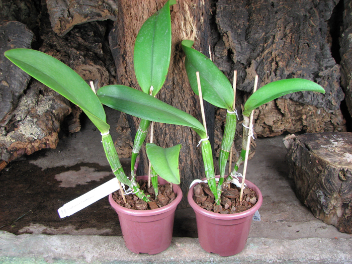 Brassocattleya Cynthia (Brassavola digbyana x Cattleya walkeriana).jpg