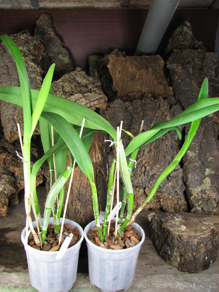 Brassocattleya Golf Green 'Hair Pig' (Cattleya Moscombe x Brassavola digbyana).jpg