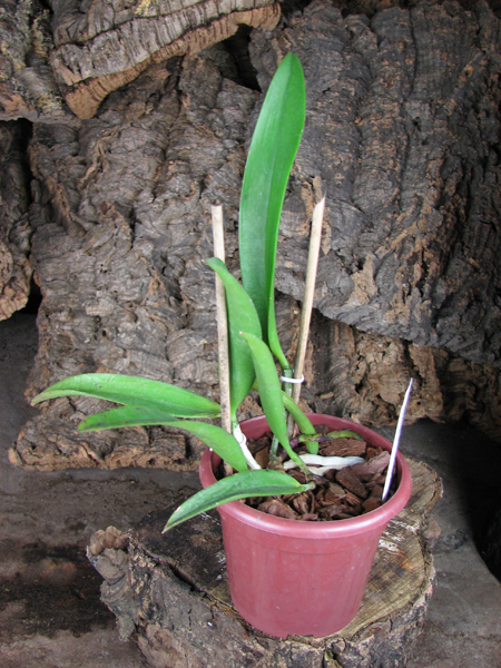 Brassocattleya Hippodamia 'Kelvin Lucky' (Brassavola nodosa x Cattleya aclandiae).jpg