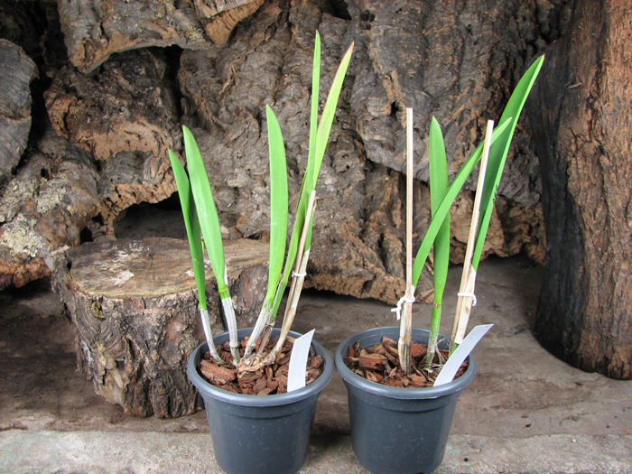 Brassocattleya Humming Angel.jpg