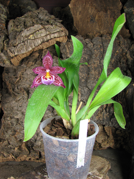 Vuylstekeara Yokara 'Perfection' x Oncidium leucochillum.jpg