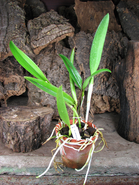 Brassocattleya Little Mermaid 'Janet'.jpg