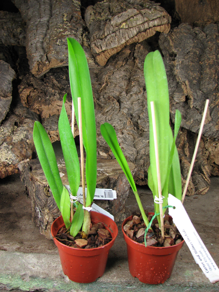 Brassocattleya Mount Hood 'Mary'.jpg