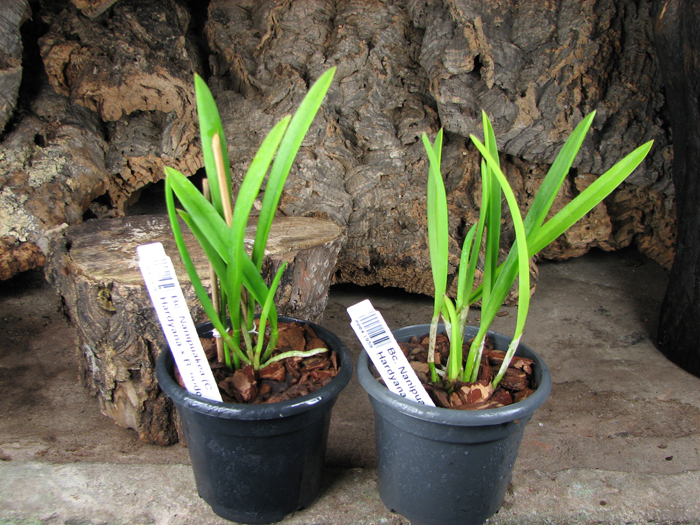 Brassocattleya Nanipuakea.jpg