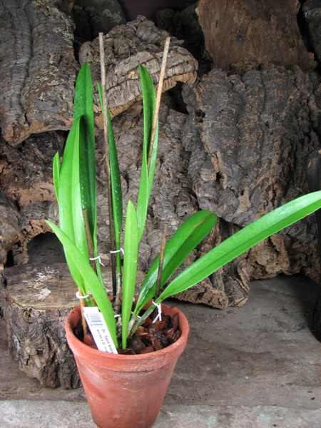 Brassocattleya Saint Andre (Cattleya dowiana aurea x Brassavola nodosa).jpg