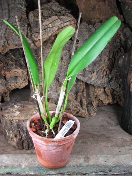 Brassocattleya Thalie (Brassocattleya Deesse x Cattleya Odalisque).jpg