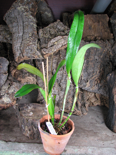 Brassolaeliocattleya Ben Kodama (Laeliocattleya Stonehurst x Brassavola digbyana).jpg