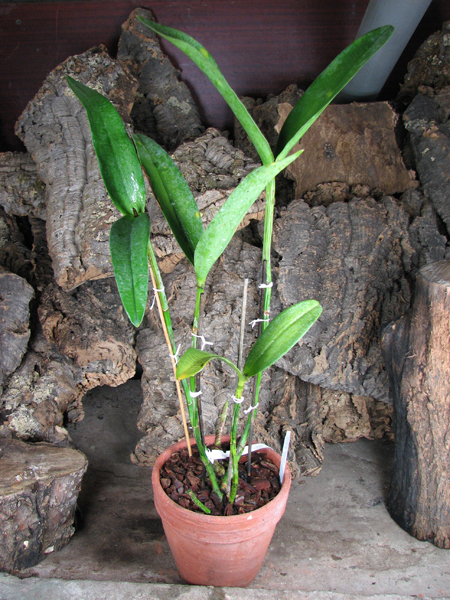 Brassolaeliocattleya Chinese Bronze 'Marco Polo'.jpg