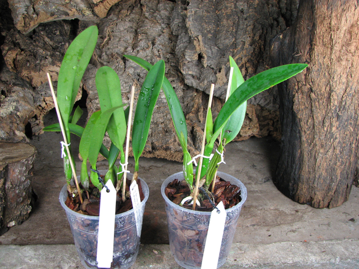 Sophrolaeliocattleya Hsin Buu Lady 'Red Beauty' (Laelia anceps x Sophrolaeliocattleya Wendy's Valentine).jpg
