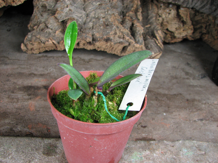 Laelia millerii BV x Laelia millerii 'Cristiane'.jpg