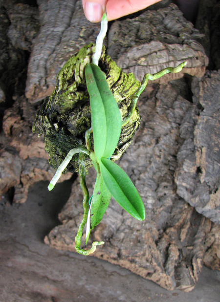 Amesiella philippinensis.jpg