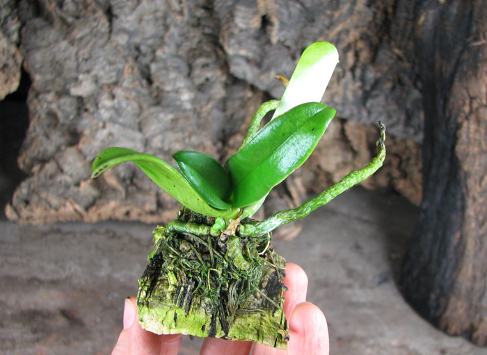 Amesiella monticola.jpg