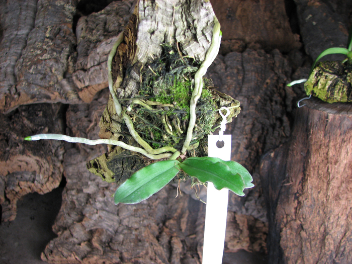 Aerangis mystacidii x decaryana.jpg