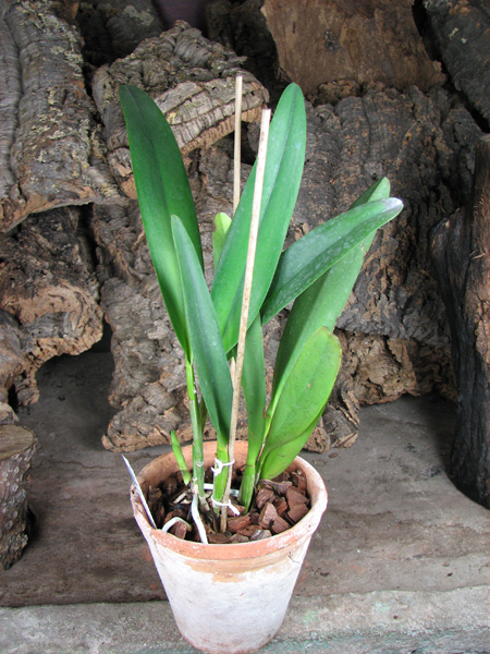 Brassolaeliocattleya (Julio Barbiero x Saint Helena Sound).jpg